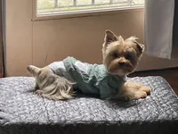 Luca, a male Yorkshire Terrier for sale in Thorndike, ME – 1 of 3