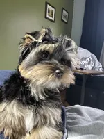 Maya, a female Yorkshire Terrier for sale in Thorndike, ME – 3 of 10