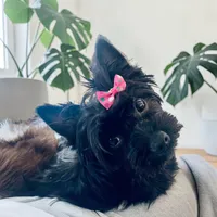 Bella , a female Yorkshire Terrier for sale in Thorndike, ME – 2 of 5