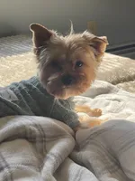 Luca, a male Yorkshire Terrier for sale in Thorndike, ME – 2 of 3