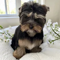 Maya, a female Yorkshire Terrier for sale in Thorndike, ME – 9 of 10