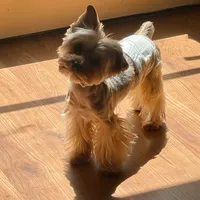Luca, a male Yorkshire Terrier for sale in Thorndike, ME – 3 of 3
