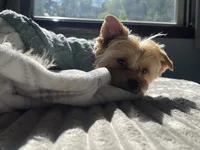 Luca, a male Yorkshire Terrier for sale in Thorndike, ME – 3 of 3
