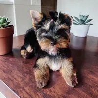 Maya, a female Yorkshire Terrier for sale in Thorndike, ME – 1 of 10