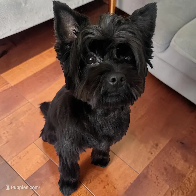 Bella  – Yorkshire Terrier puppy for sale in Thorndike, ME