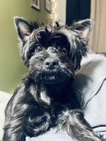 Bella , a female Yorkshire Terrier for sale in Thorndike, ME – 4 of 5
