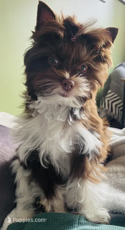 Kona  – Yorkshire Terrier puppy for sale in Thorndike, ME