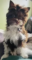 Kona , a male Yorkshire Terrier for sale in Thorndike, ME – 1 of 10