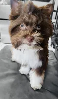 Kona , a male Yorkshire Terrier for sale in Thorndike, ME – 7 of 10