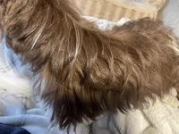 Kona , a male Yorkshire Terrier for sale in Thorndike, ME – 10 of 10