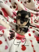 Yorkiepoo , a male Yorkipoo for sale in Collinwood, TN – 6 of 6
