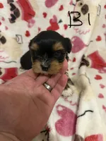 Yorkiepoo , a male Yorkipoo for sale in Collinwood, TN – 2 of 6