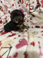 Yorkiepoo , a male Yorkipoo for sale in Collinwood, TN – 4 of 6