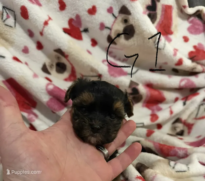 Yorkiepoo  – Yorkipoo puppy for sale in Collinwood, TN