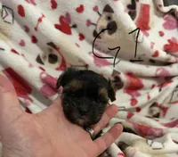Yorkiepoo , a male Yorkipoo for sale in Collinwood, TN – 1 of 6