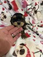 Yorkiepoo , a male Yorkipoo for sale in Collinwood, TN – 3 of 6