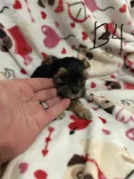 Yorkiepoo , a male Yorkipoo for sale in Collinwood, TN – 5 of 6