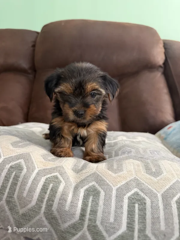 Baby4 – Yorkshire Terrier puppy for sale in Clayton, NC