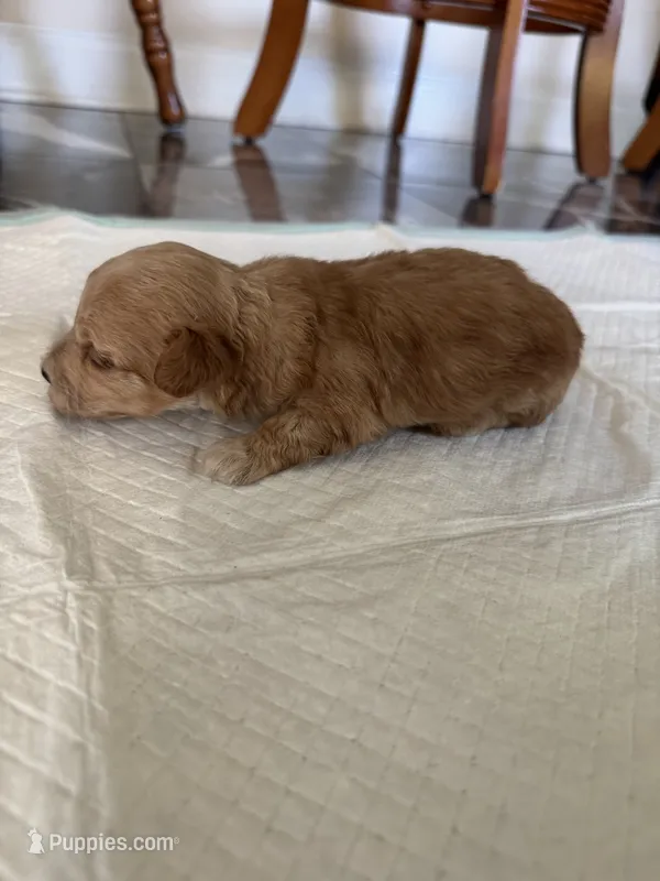 Baby3 – Poodle - Toy  puppy for sale in Clayton, NC