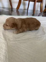Baby3, a male Poodle - Toy  for sale in Clayton, NC – 1 of 1