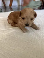 Baby2 , a male Poodle - Toy  for sale in Clayton, NC – 1 of 1