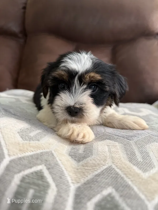 Baby5 – Yorkshire Terrier puppy for sale in Clayton, NC