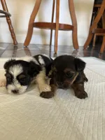 Baby5, a male Yorkshire Terrier for sale in Clayton, NC – 2 of 2
