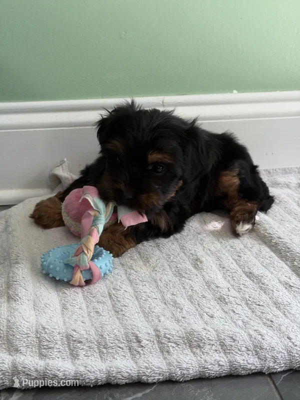 Baby1 – Yorkipoo puppy for sale in Clayton, NC