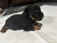 Baby1, a female Yorkipoo for sale in Clayton, NC – Photo 2 of 4