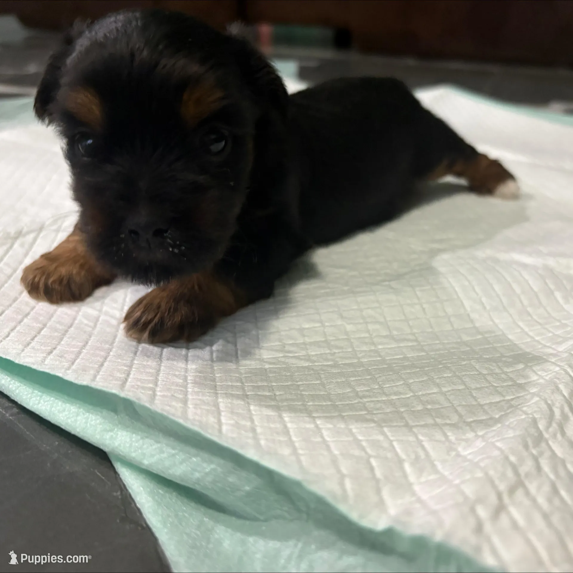 Baby1, a female Yorkipoo for sale in Clayton, NC – Photo 4 of 4