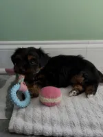 Baby1, a female Yorkipoo for sale in Clayton, NC – Photo 2 of 3