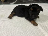 Baby1, a female Yorkipoo for sale in Clayton, NC – Photo 3 of 4