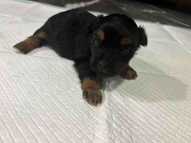 Baby1 – Yorkipoo puppy for sale in Clayton, NC