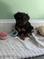 Baby1, a female Yorkipoo for sale in Clayton, NC – Photo 3 of 3