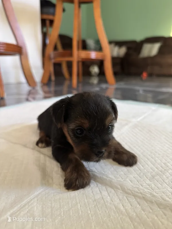 Baby4 – Yorkshire Terrier puppy for sale in Clayton, NC