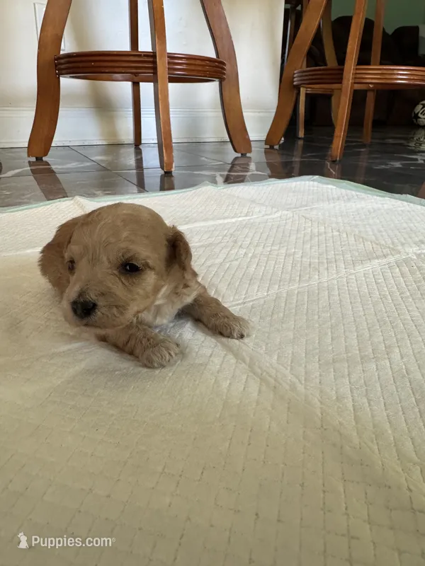Baby1 – Poodle - Toy  puppy for sale in Clayton, NC