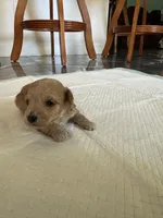 Baby1, a male Poodle - Toy  for sale in Clayton, NC – 1 of 1