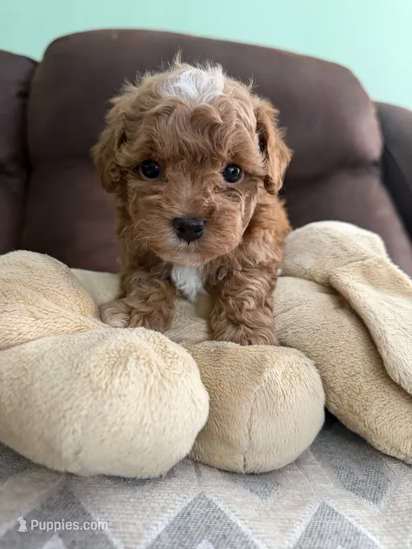 Baby3 – Poodle - Toy  puppy for sale in Clayton, NC