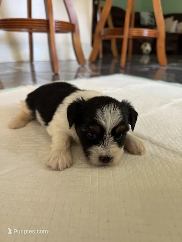 Baby5 – Yorkshire Terrier puppy for sale in Clayton, NC