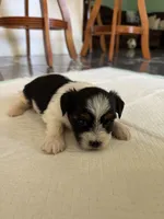 Baby5, a male Yorkshire Terrier for sale in Clayton, NC – 1 of 2