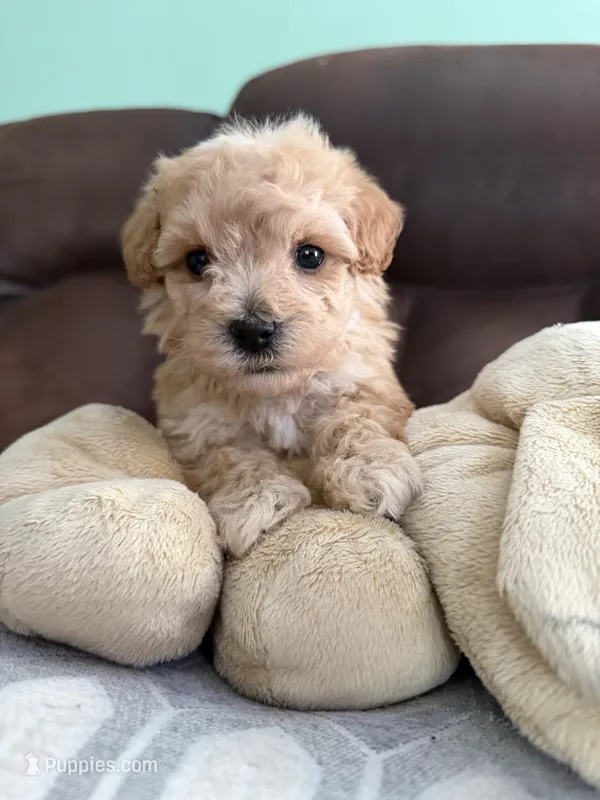 Baby1 – Poodle - Toy  puppy for sale in Clayton, NC