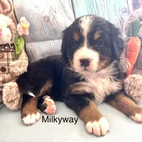 Milkyway, a female Bernese Mountain Dog for sale in Underwood, MN – Photo 2 of 2