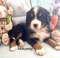 Milkyway, a female Bernese Mountain Dog for sale in Underwood, MN – Photo 2 of 2