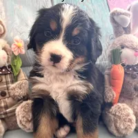 Milkyway, a female Bernese Mountain Dog for sale in Underwood, MN – Photo 1 of 2