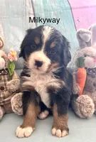 Milkyway, a female Bernese Mountain Dog for sale in Underwood, MN – Photo 1 of 2
