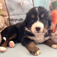 Babyruth, a female Bernese Mountain Dog for sale in Underwood, MN – Photo 2 of 2