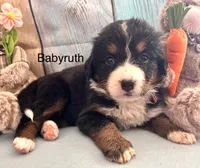 Babyruth, a female Bernese Mountain Dog for sale in Underwood, MN – Photo 2 of 2