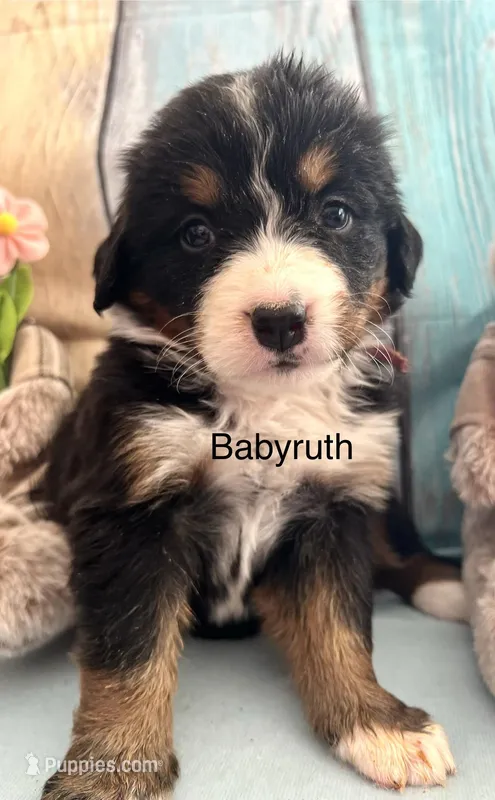 Babyruth