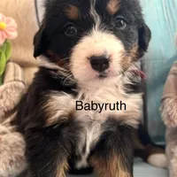 Babyruth, a female Bernese Mountain Dog for sale in Underwood, MN – Photo 1 of 2