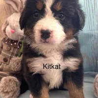 Kitkat, a female Bernese Mountain Dog for sale in Underwood, MN – Photo 1 of 2